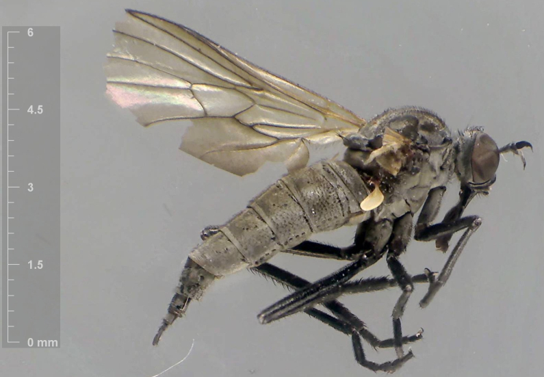 Rhamphomyia sulcata 2